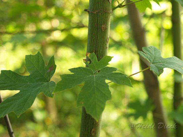 Acer macrophyllum.jpg - Acer macrophyllum